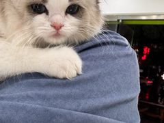 -唐小姐の猫狗洗护·购宠旗舰店(周浦万达店)