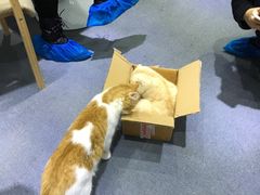 -喵的天空名猫咖啡馆·撸猫·猫舍·用品