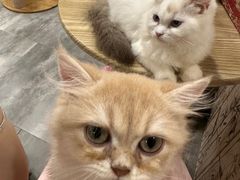 -楼上猫咖(罗湖店)