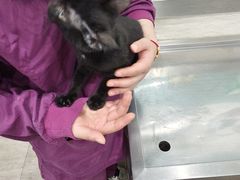 -暖阳宠物医院·犬猫康复中心·骨科
