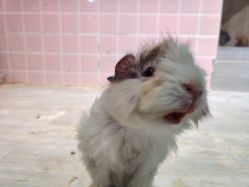 -Moni星球萌宠·小马宝莉·灵蛇·高端高阶全萌宠互动体验俱乐部(红豆国际广场店)