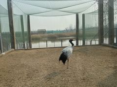 -盐城丹顶鹤湿地生态旅游区