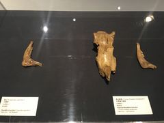 -北京周口店北京人遗址博物馆