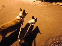 -北京恒爱动物医院(清景园分院)