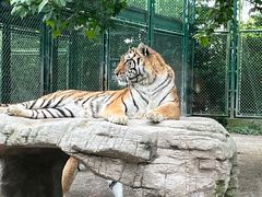 -上海野生动物园