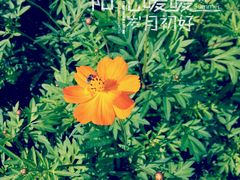 android_upload_pic-荷兰花海
