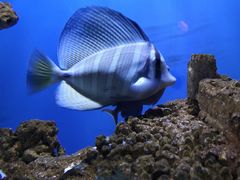 -太平洋海底世界