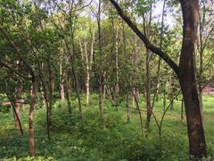 -昆山城市生态森林公园