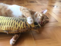 -MOYOYO猫咪咖啡店