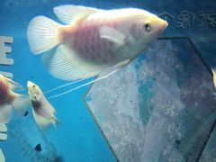 -福州罗源湾海洋世界旅游区