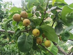 -云里小坐·小院里·团建·宴请·下午茶(三圣乡店)