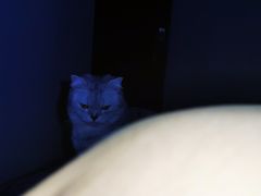 -美联众合动物医院(·中兽医·疑难杂症·严家桥分院)