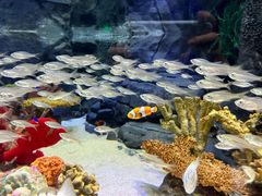 -上海海洋水族馆