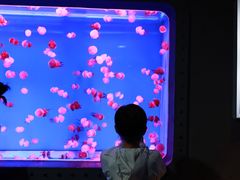 -大连圣亚海洋世界