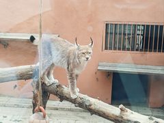 -青藏高原野生动物园