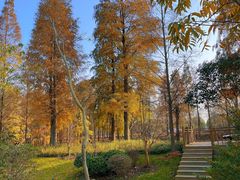 -上海海湾国家森林公园