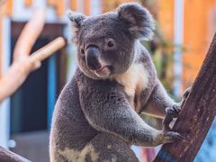 -石家庄市动物园