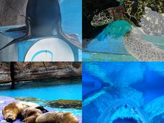-海合安成都极地海洋公园