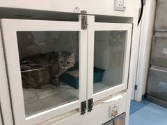 -瑞派·关忠动物医院·异宠专科·犬猫肿瘤·皮肤专科(望京店)