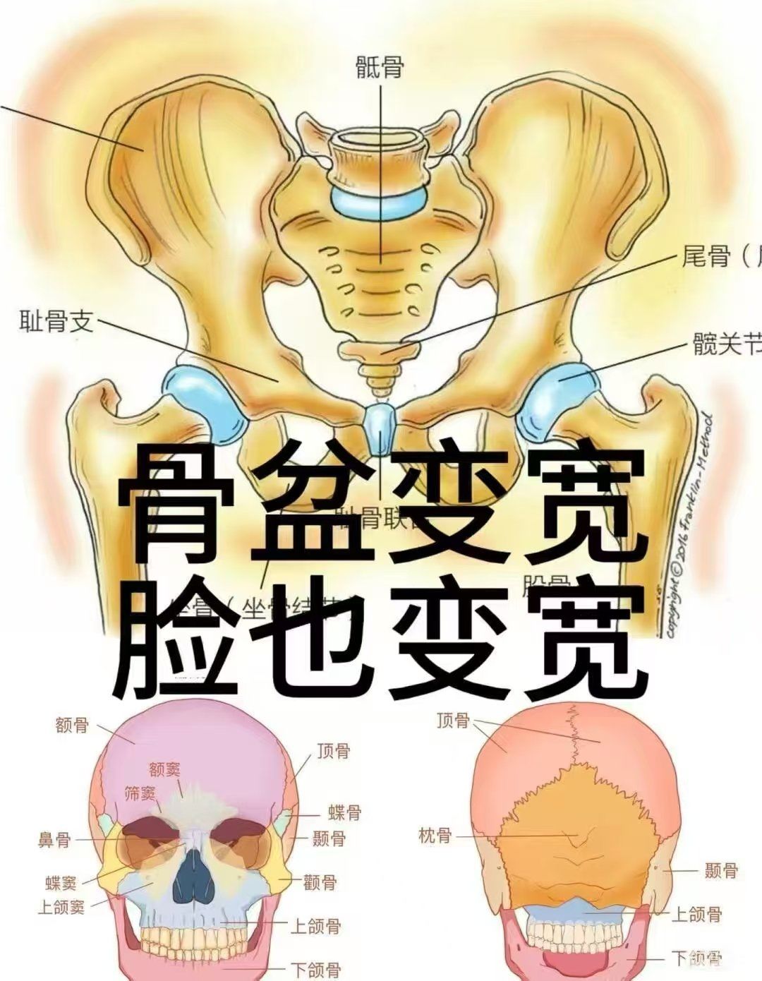调理骨盆的意义不仅仅在于尺寸缩小,更在于