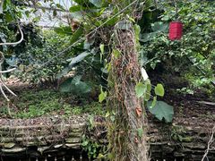 -呀路古热带植物园