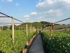-龙坞茶村