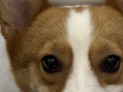 -福懋动物医院·犬猫全科·外科·重症科(杏林分院)