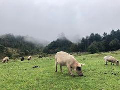-硗碛藏寨·神木垒景区