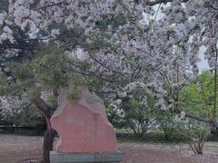 -海棠花溪(元大都城垣遗址公园)