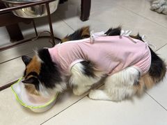 -达爱动物医院·犬猫分区·CT·复杂眼科(远洋山水分院)