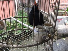 -小洲村