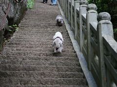 -天目山大树王景区