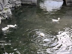 -豫园