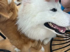 -Let's go狗咖·猫咖·奶狗·桌游(春熙路IFS店)