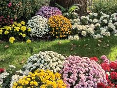 -上海共青森林公园