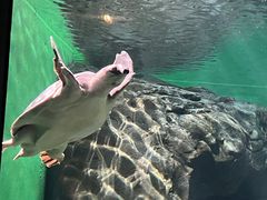 -上海海洋水族馆