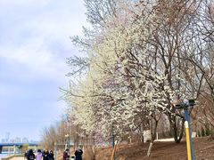 -长白岛森林公园