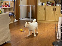 -豆柴町-柴犬主题狗咖(红鼎国际C座店)