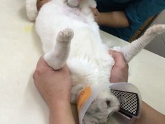 甄爱宠物诊所-甄爱宠物医院(疏影路店)
