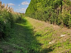 -上海长兴岛郊野公园