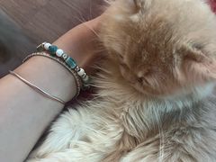 -楼上猫咖(罗湖店)