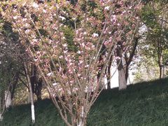 -重庆彩云湖湿地公园