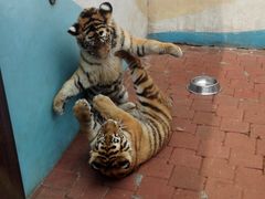 -大连森林动物园