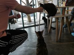 大堂-喵屿·大理花园猫咖