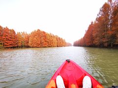 -上海海湾国家森林公园