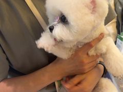 -帕帕拉兹宠物(亚洲旗舰店)