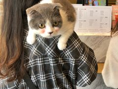 -奈雪的茶(漫广场店)