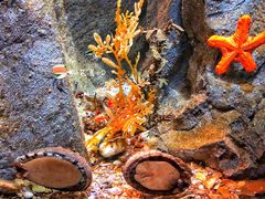 -悉尼海洋生物水族馆
