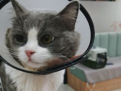 -艾贝尔宠物诊疗