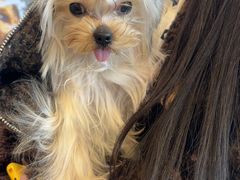 -帕帕拉兹宠物(亚洲旗舰店)